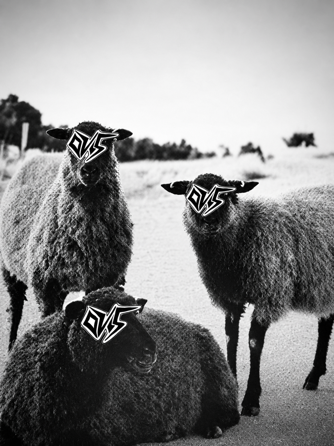 Ovis hero — sheep wearing sunglasses with the Ovis logo